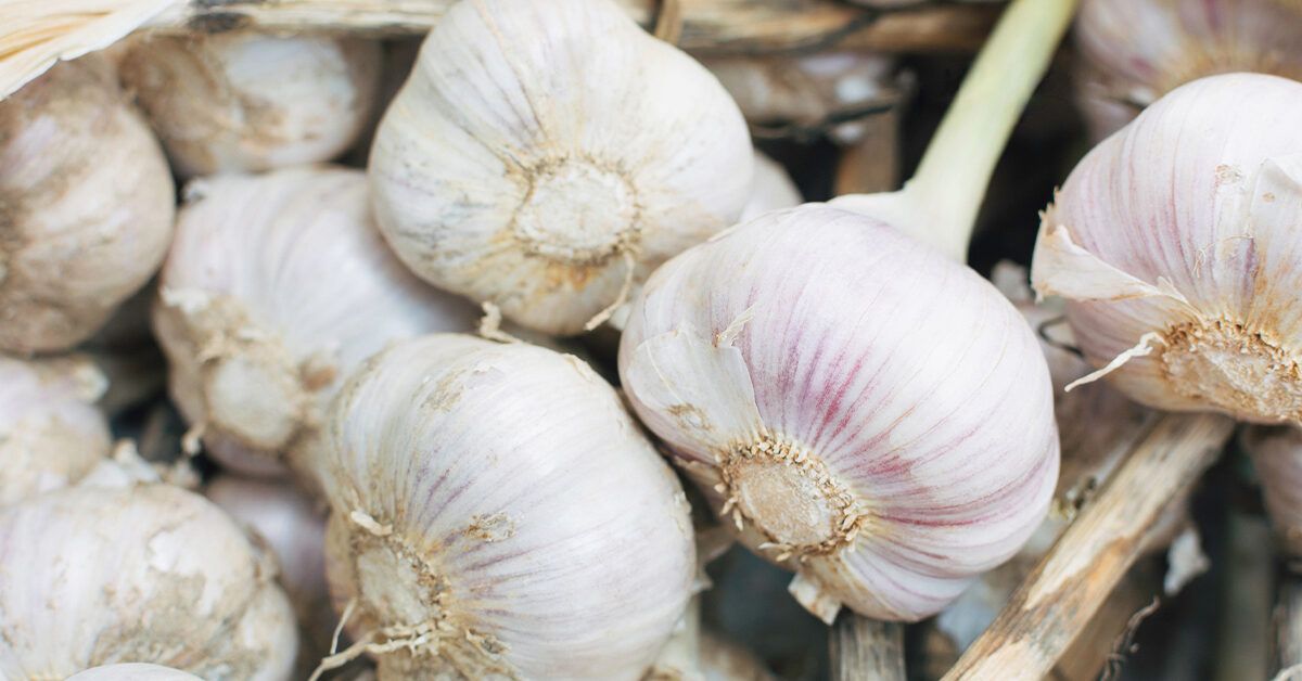 Garlic for cholesterol management