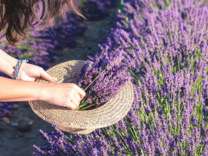 Lavender Allergy Symptoms Causes Treatment And More 1976