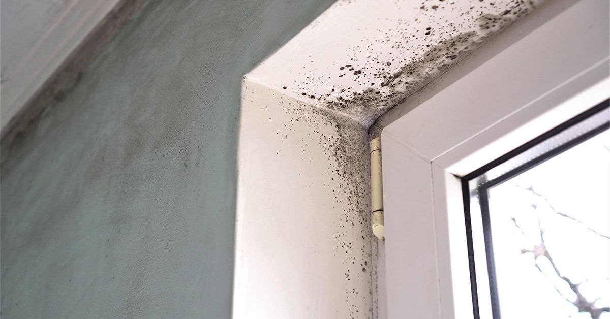 Understanding the Health Problems Associated with Black Mold