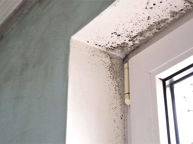 Mold in the home: how big a health problem is it?