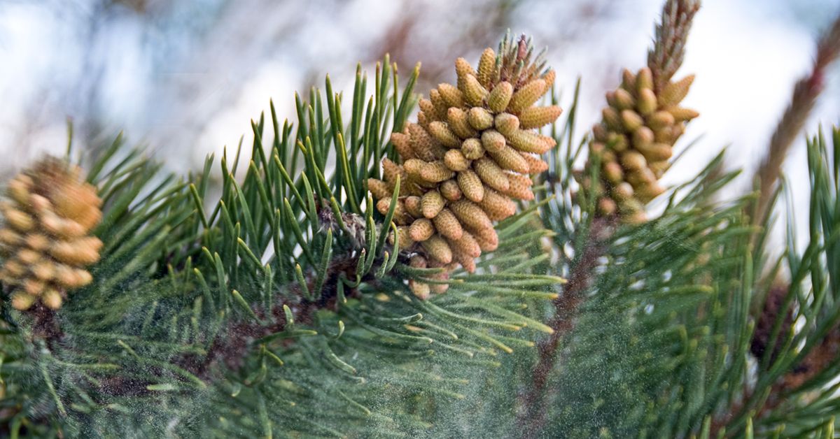 Pine Pollen – ECO-TASTE