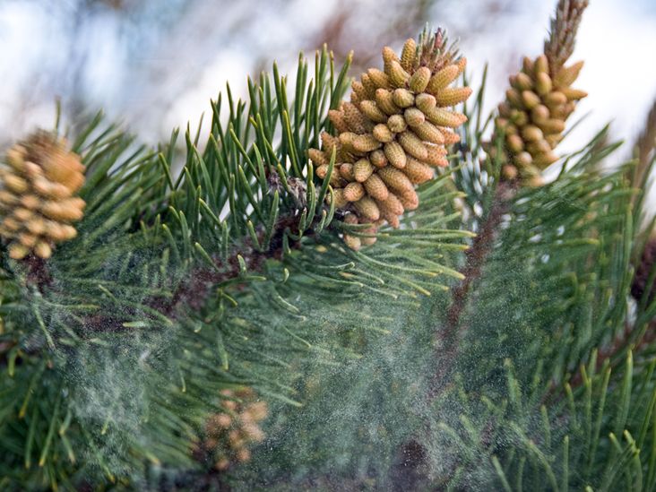 Pine Bark Extract: Uses, Benefits, and Side Effects