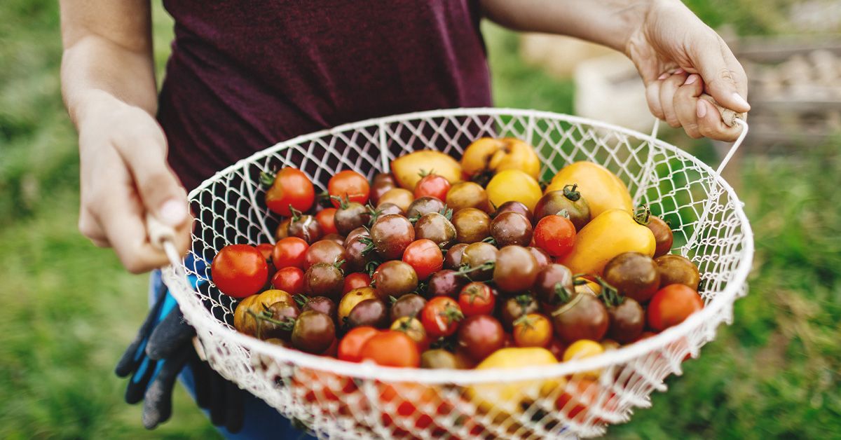 Tomato juice side outlet effects