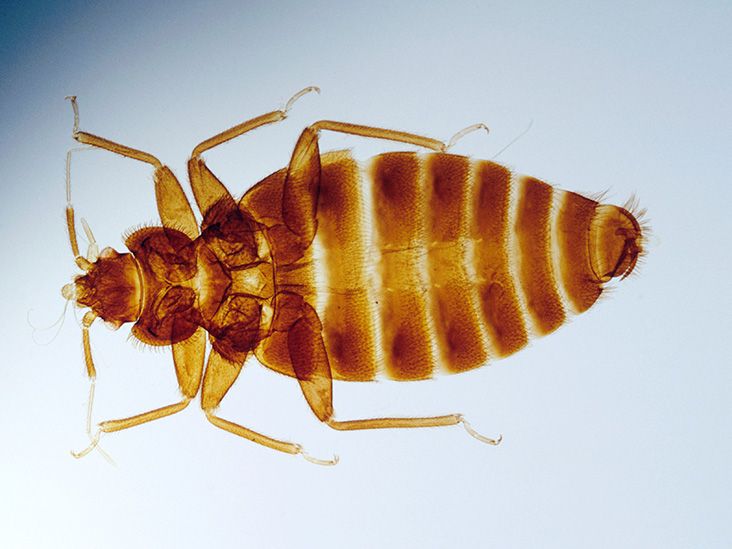 How to Get Rid of Bed Bugs: A Complete 7-Step Guide
