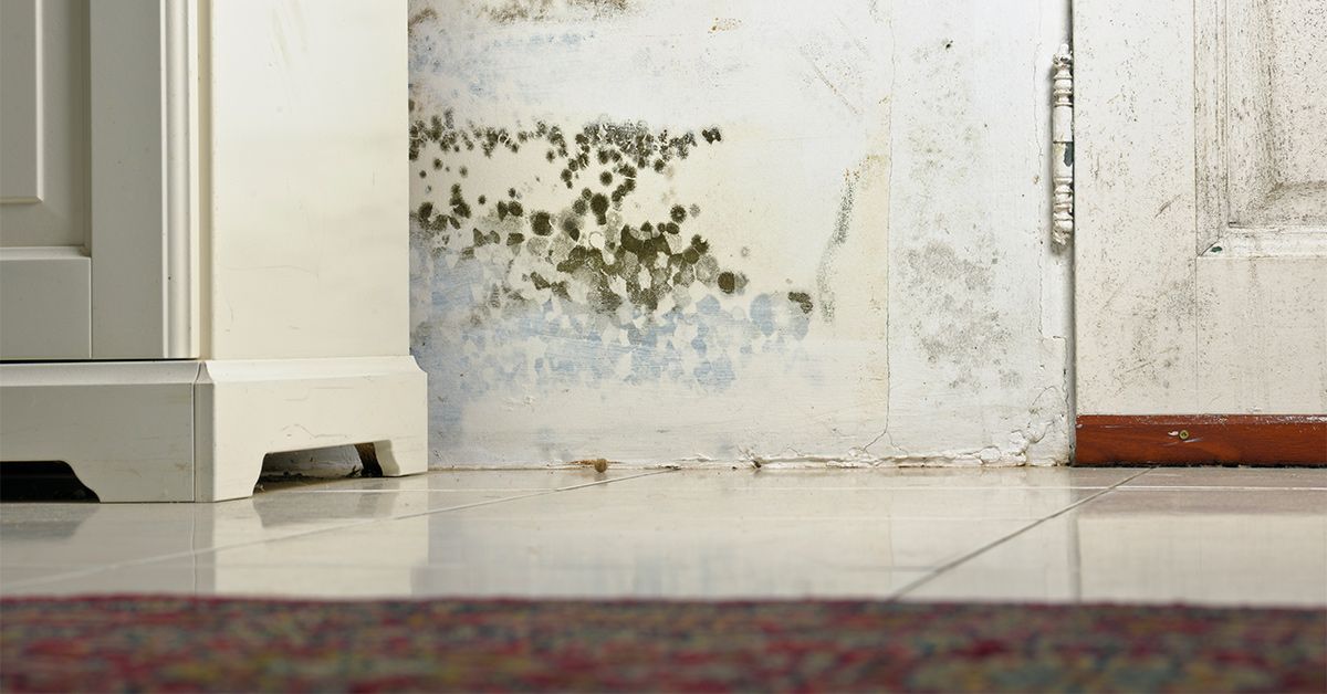 What Happens If You Touch Black Mold? Everything You Need to Know