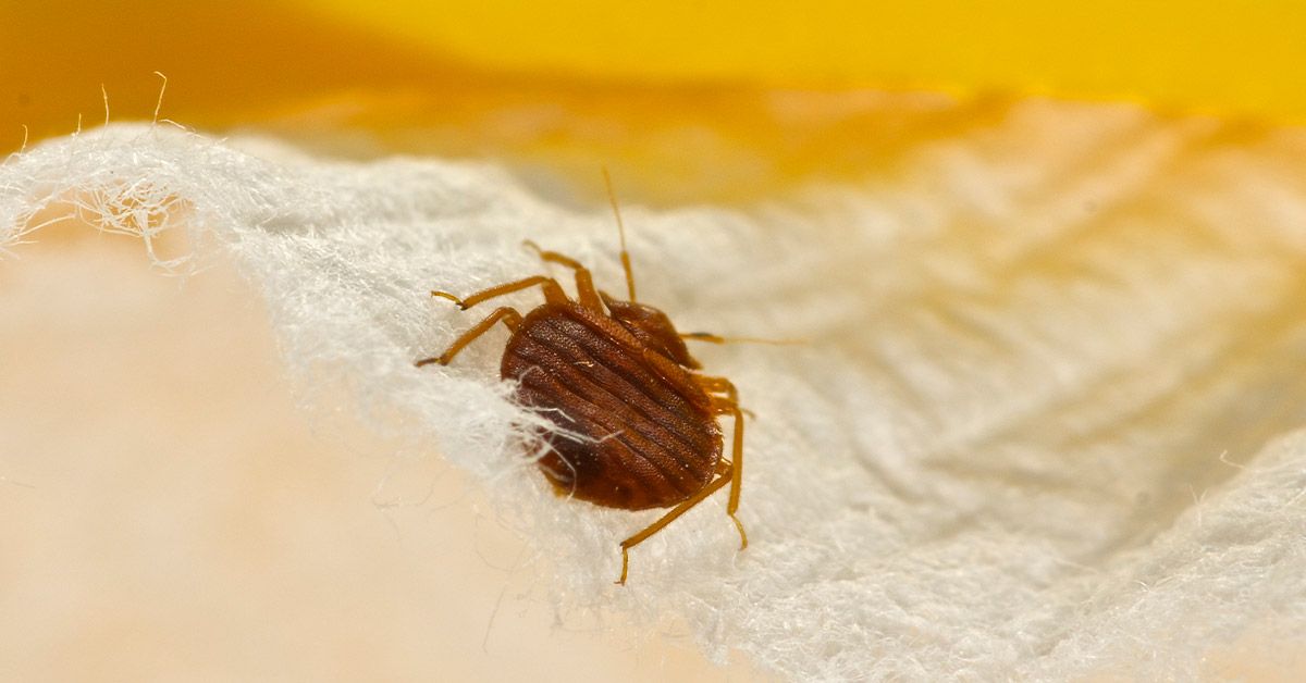 Can Bed Bugs Live in a Plastic Bag? Is it Even Effective?