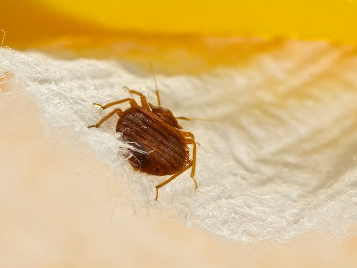Bed Bug Exterminator Baltimore Near Me