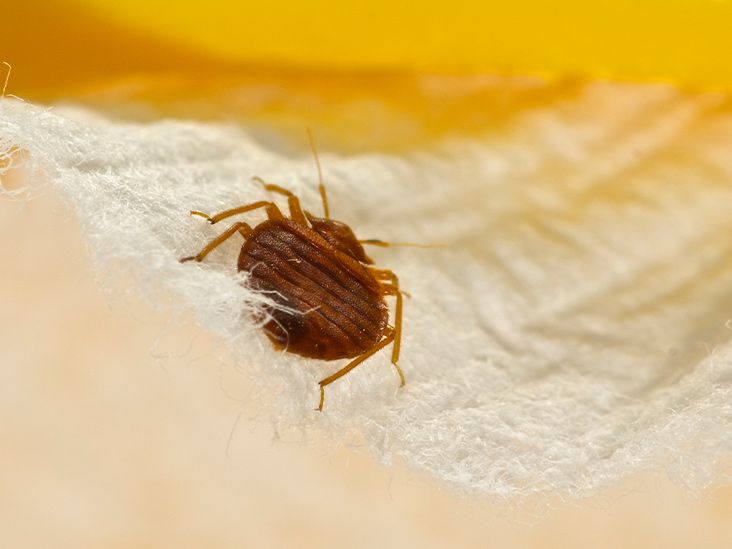 #1 Bed Bug Removal & Treatment Baltimore