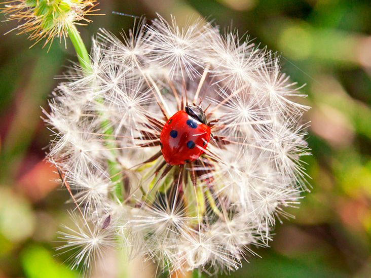 https://media.post.rvohealth.io/wp-content/uploads/2019/07/Red-ladybug-of-seven-points-in-the-middle-of-a-dandelion-732x549-thumbnail.jpg