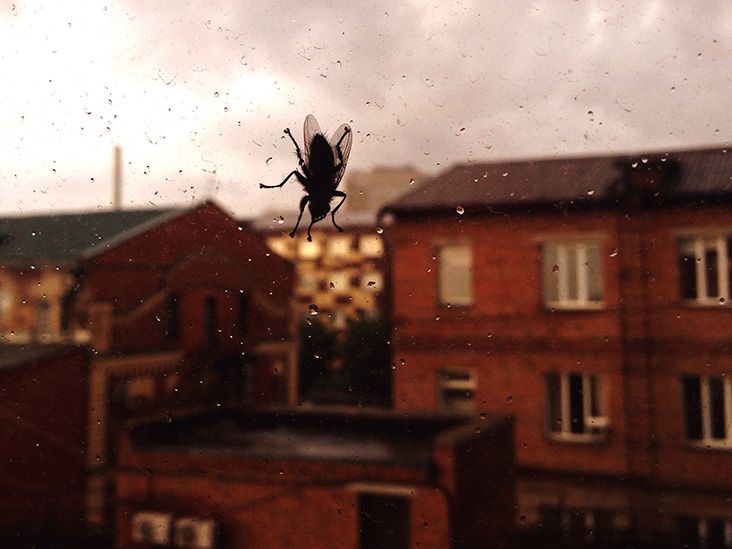 The reason your house is infested with flies and how to get rid of them -  Wales Online