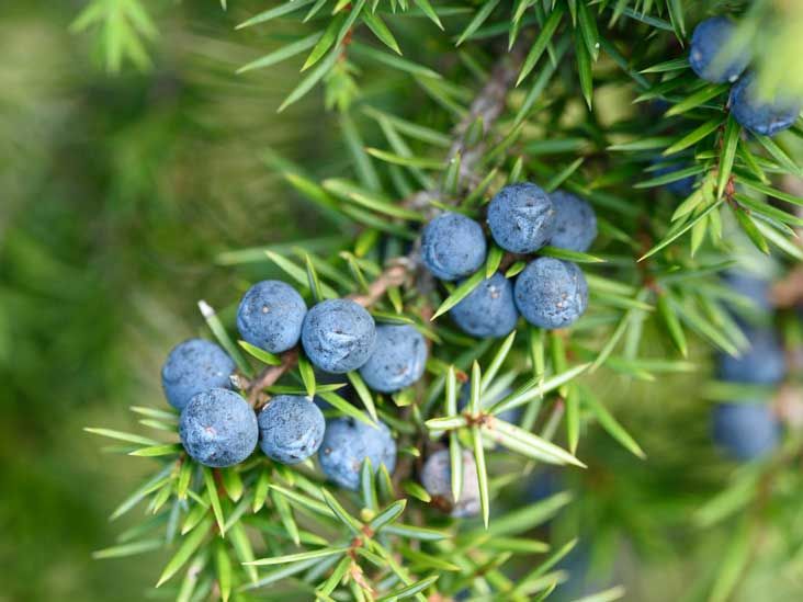 Juniper Berries Benefits, Uses, Side Effects and Interactions - Dr