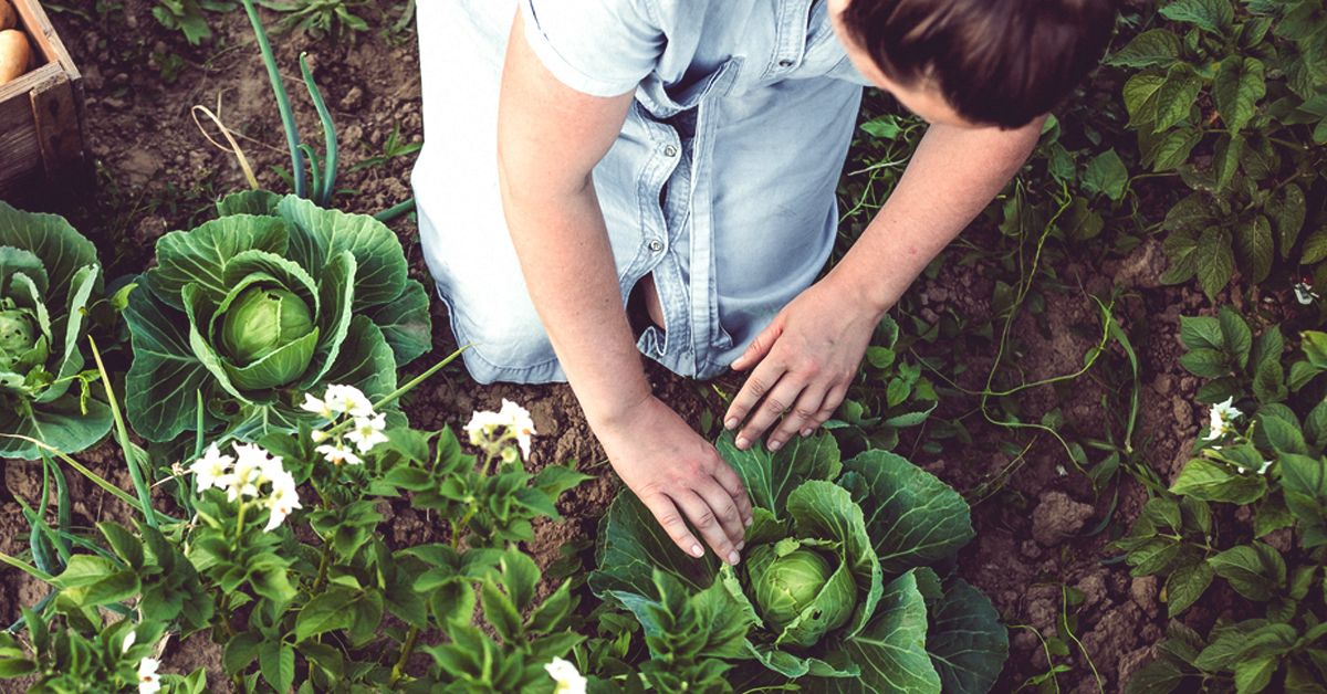 https://media.post.rvohealth.io/wp-content/uploads/2019/10/5907-woman_garden_cabbage-1200x628-Facebook.jpg