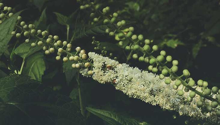 Black Cohosh Extract