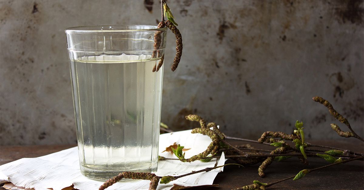 How To Tap Birch Water: Healthy & Simple 