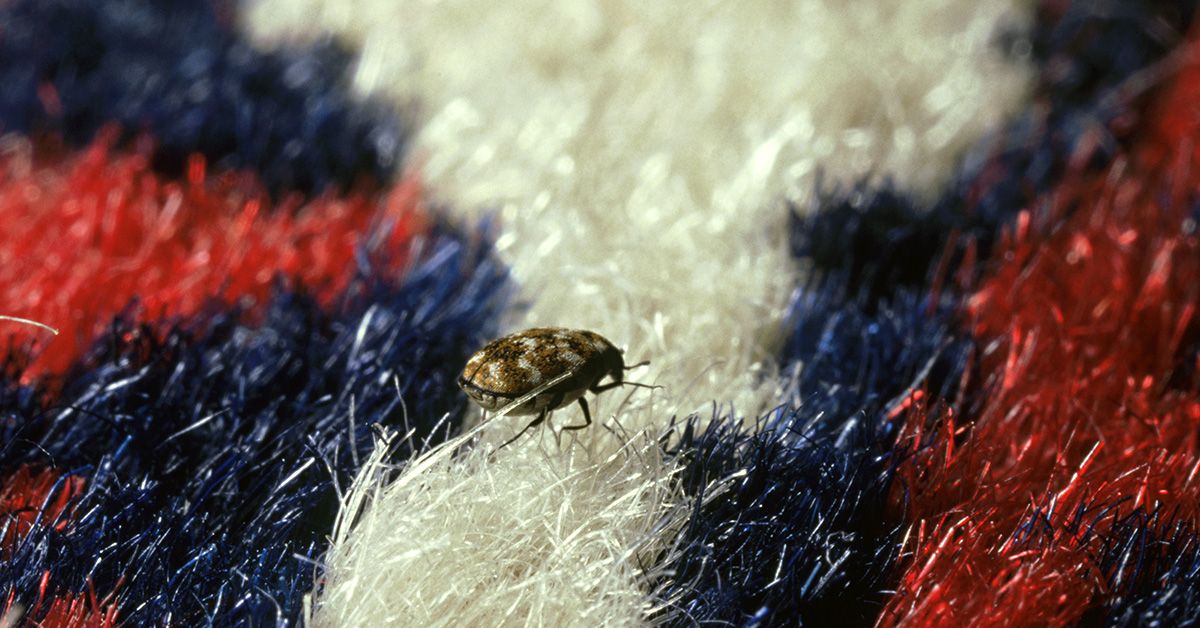 Carpet Beetles  A Guide To Understanding Carpet Beetles In Oregon