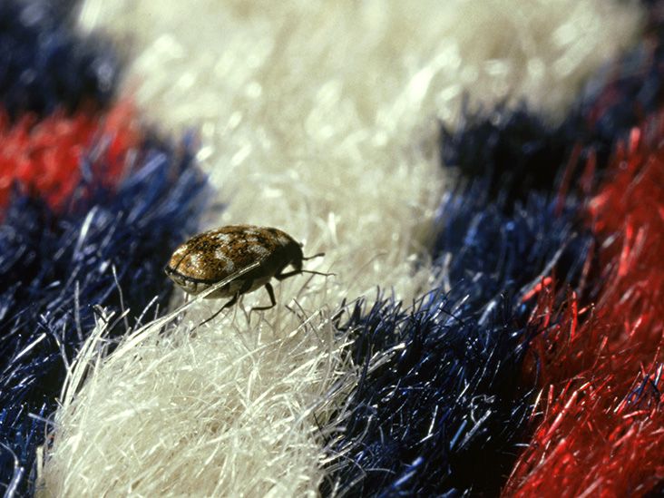 2 Bags Moth Balls Kills Clothes Moths Carpet Beetles Fresh Linen
