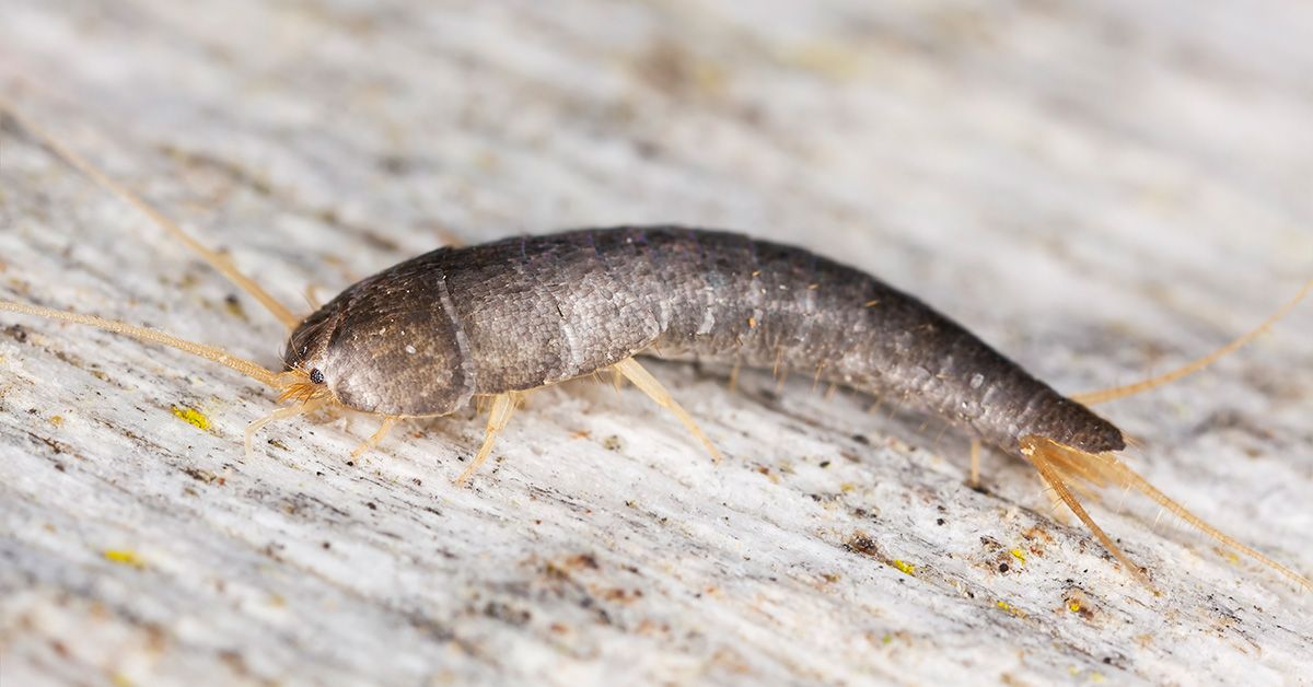 How to get rid of silverfish