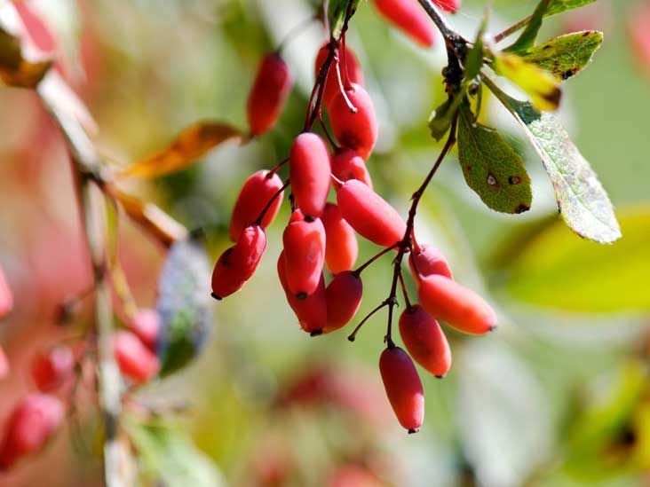 Barberries