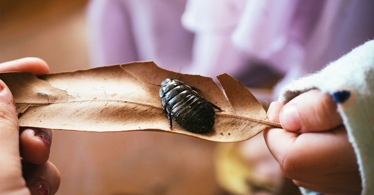 Are Cockroaches Dangerous? What to Know