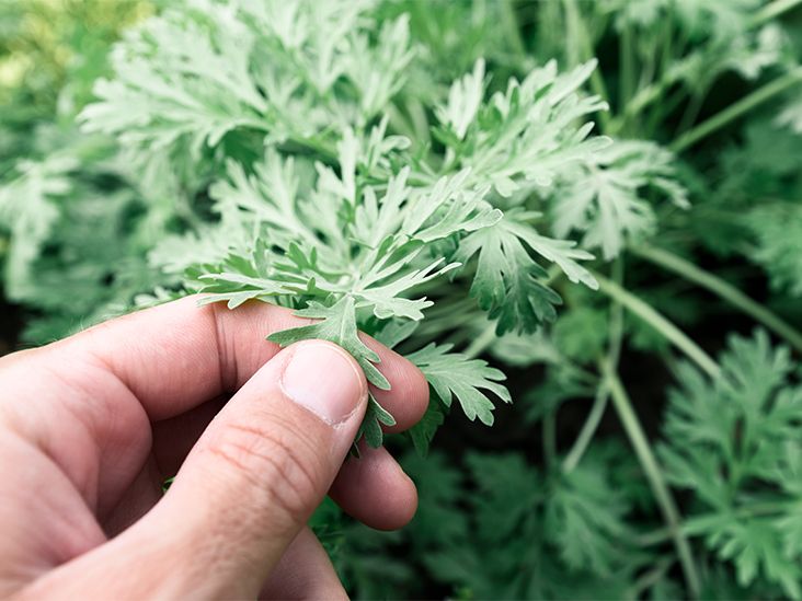 Wormwood: Benefits, Dosage, and Side Effects
