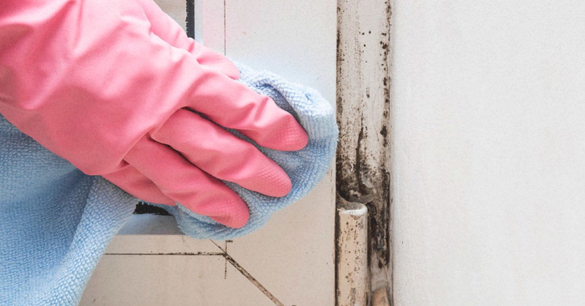 How to Clean Mold From Windows: Causes and Prevention Tips