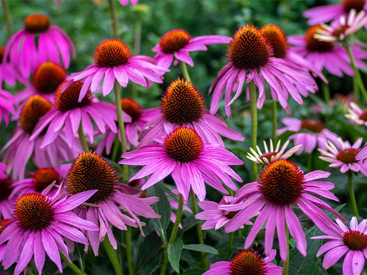 balloon flower planting Balloon Flower - Planting Information main image 1