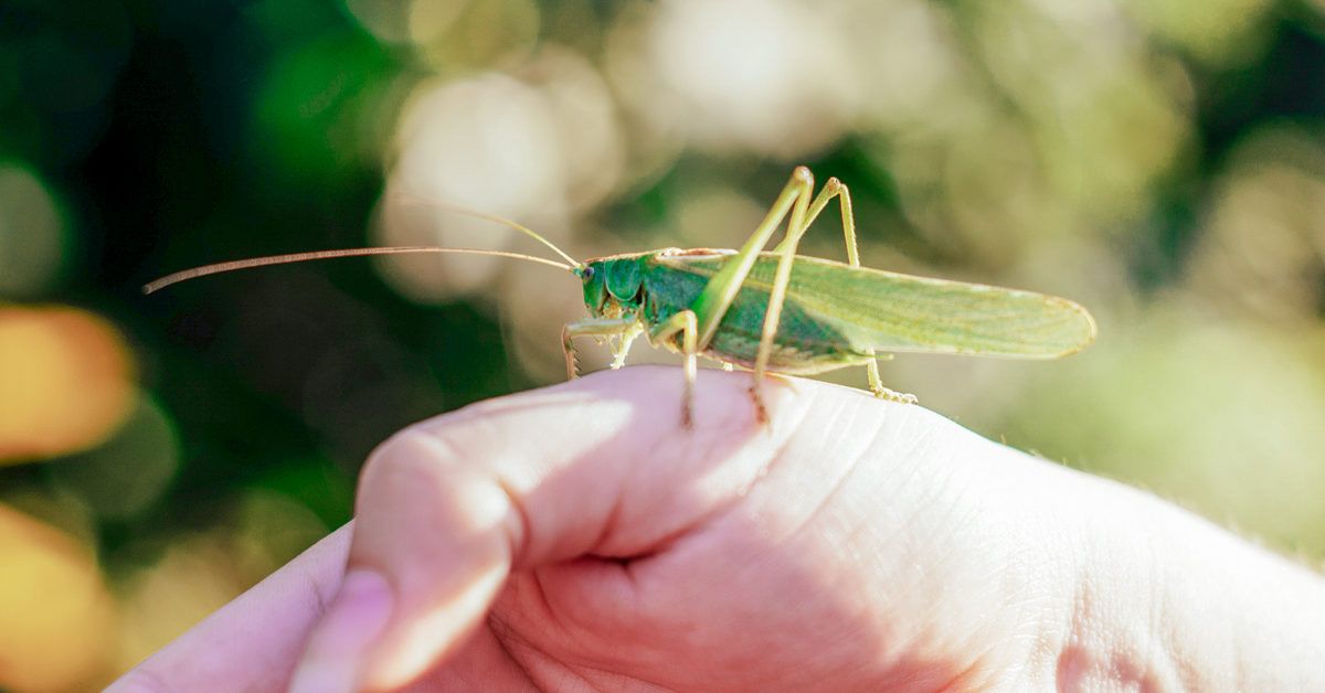 Taking Flight with Baby Grasshopper Pose | Gemma Murphy Yoga