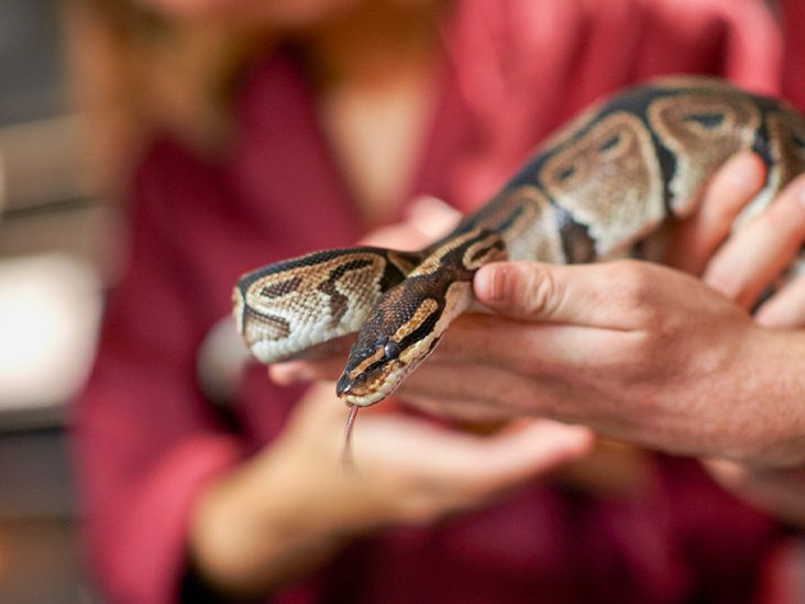 Ball Python Bite: Treatment and When to See a Doctor