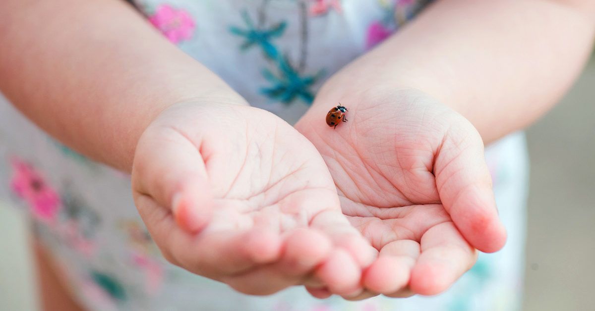 Simple Tips To Deter Ladybugs In And Around Your Maryland Home