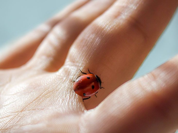 That's no ladybug invading your house