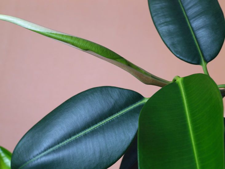 Humidifying Plants: 12 Houseplants for Dry Indoor Air