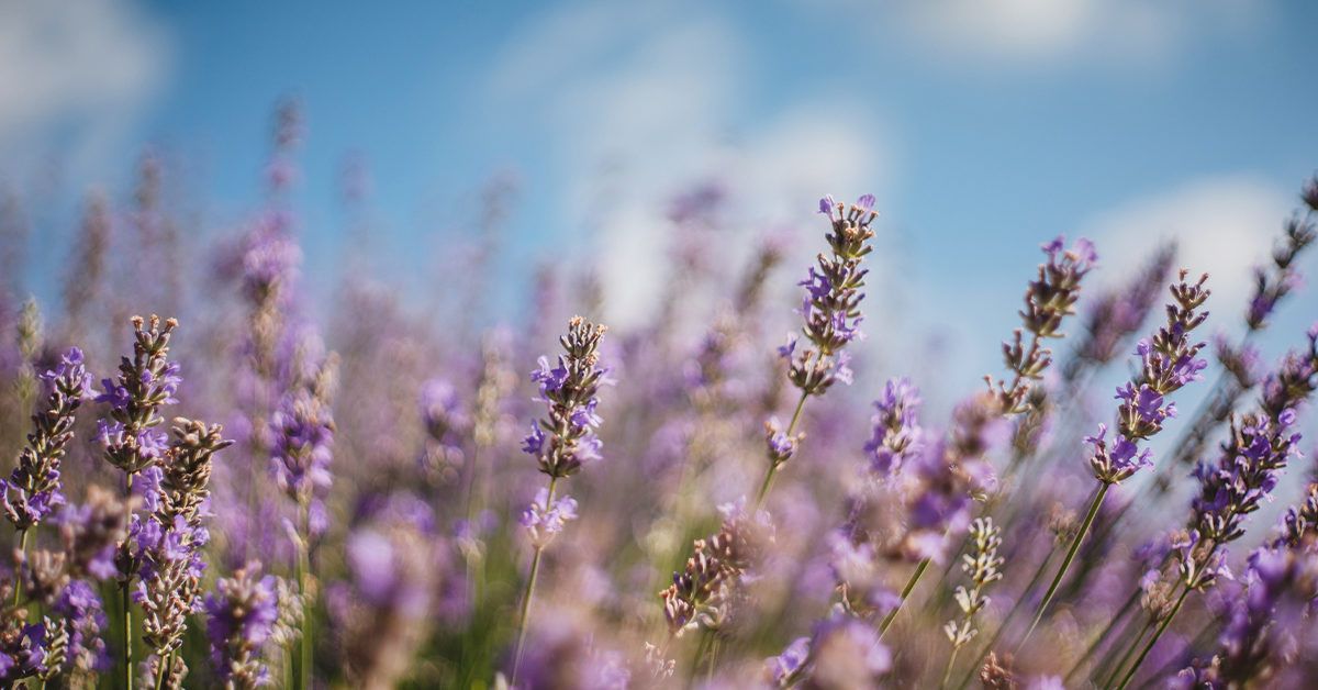 Lavender and cotton online flower review