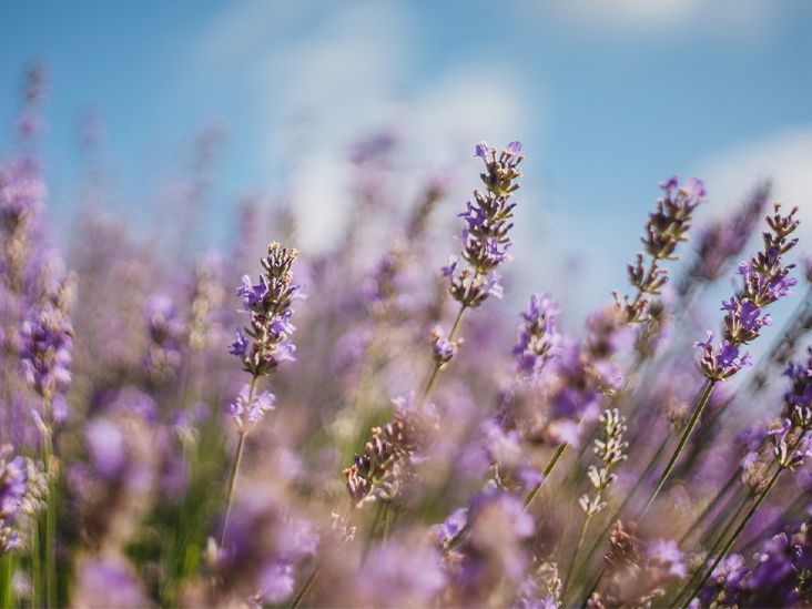 10 Fun Facts About Lavender Plants
