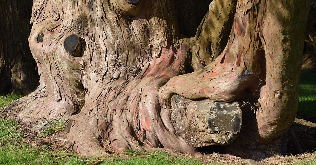 Magnolia Bark Benefits, Usage, and Side Effects