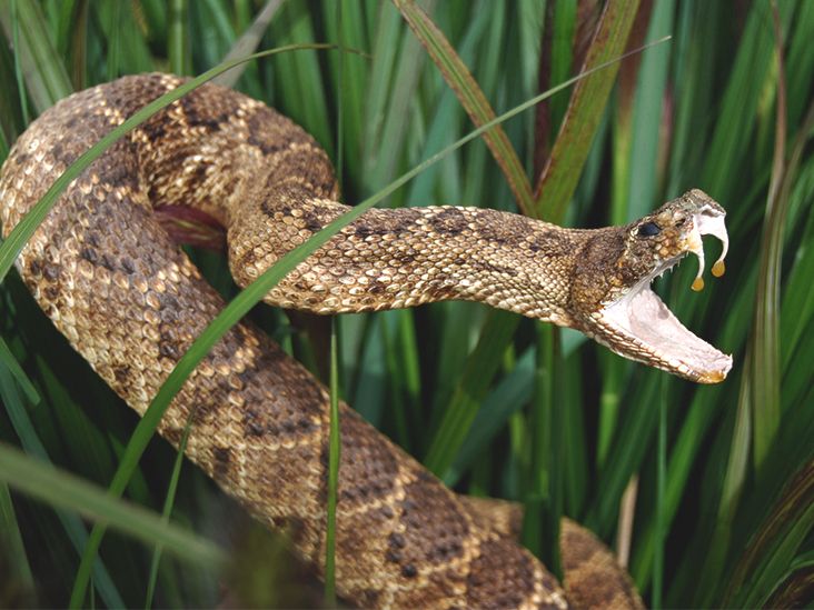 Rattlesnake Bite Symptoms Treatment And Recovery Timeline