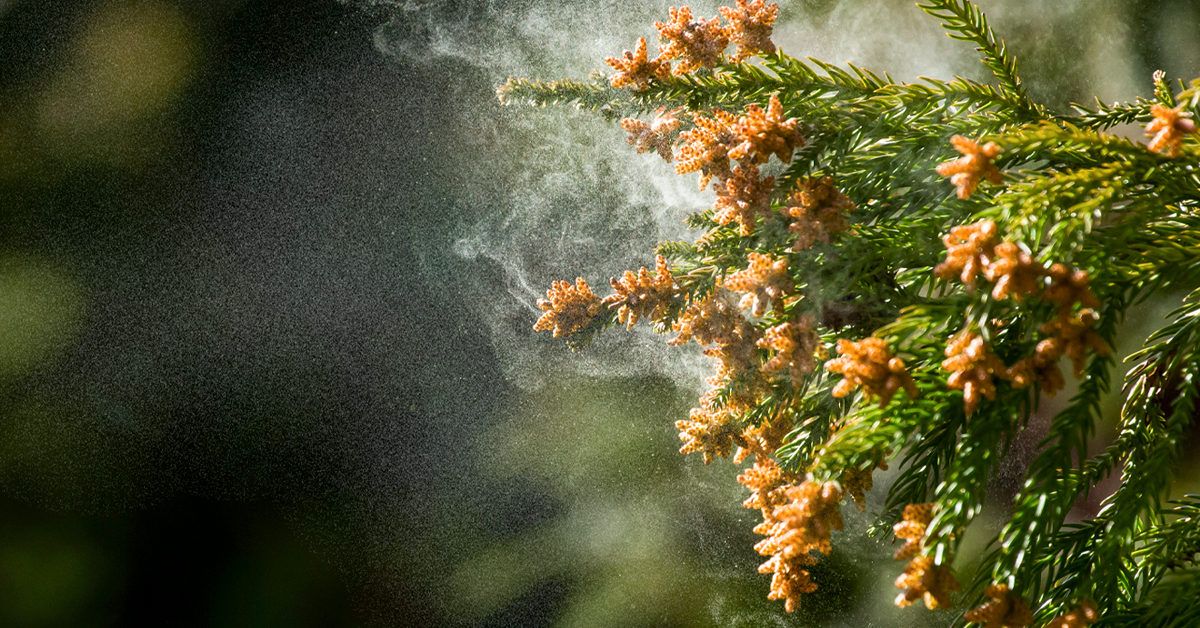 Mountain Cedar Pollen