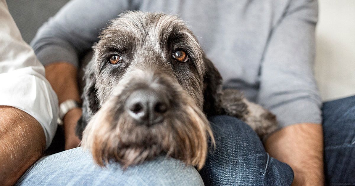 Why Does My Dog Lay His Head on Me? Causes Explained