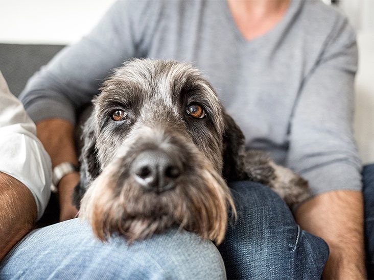 Get a pet store dog