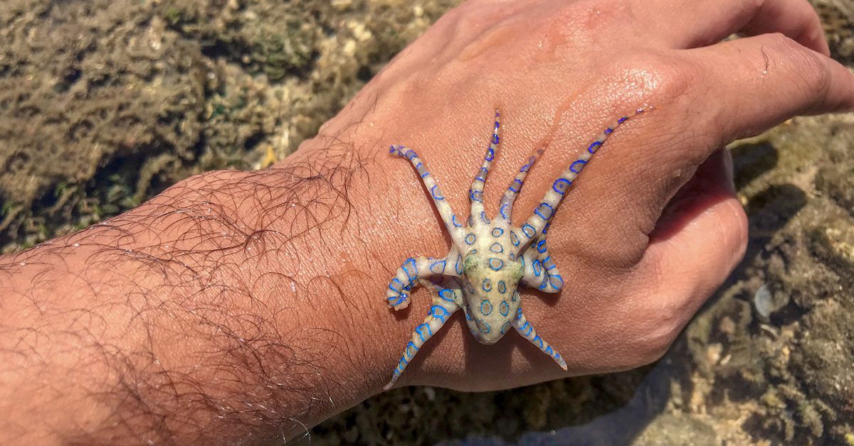 Blue-Ringed Octopus Animal Facts - A-Z Animals