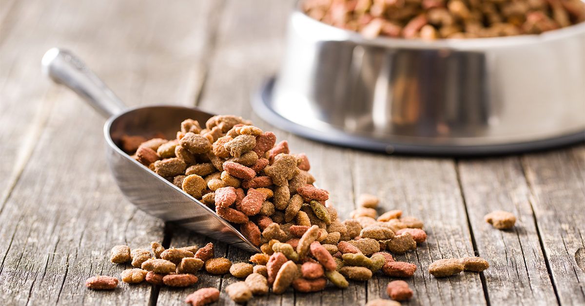 Human foods for dogs: Which foods are safe for dogs?