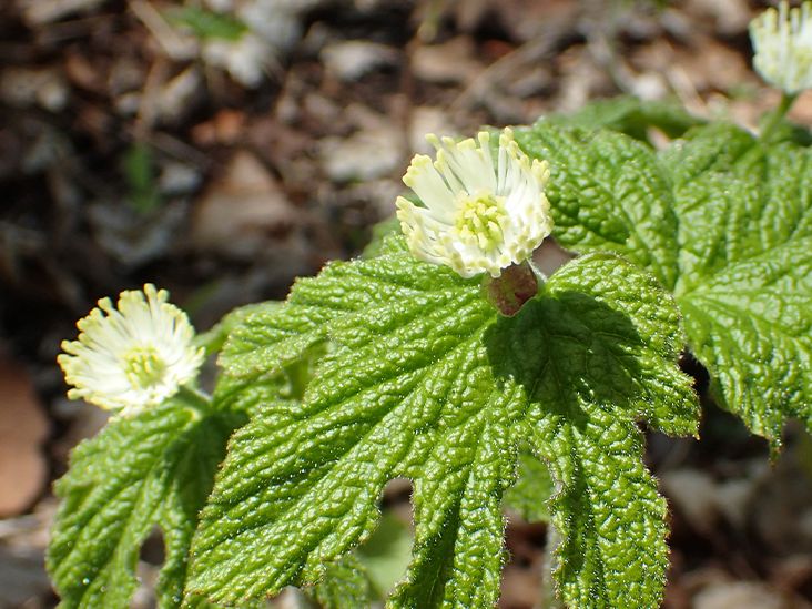 Goldenseal Benefits, Dosage, Side Effects, and More