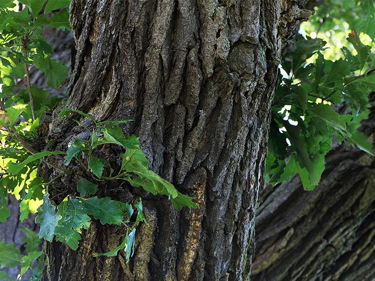 Scientists explain skin regeneration properties of birch bark