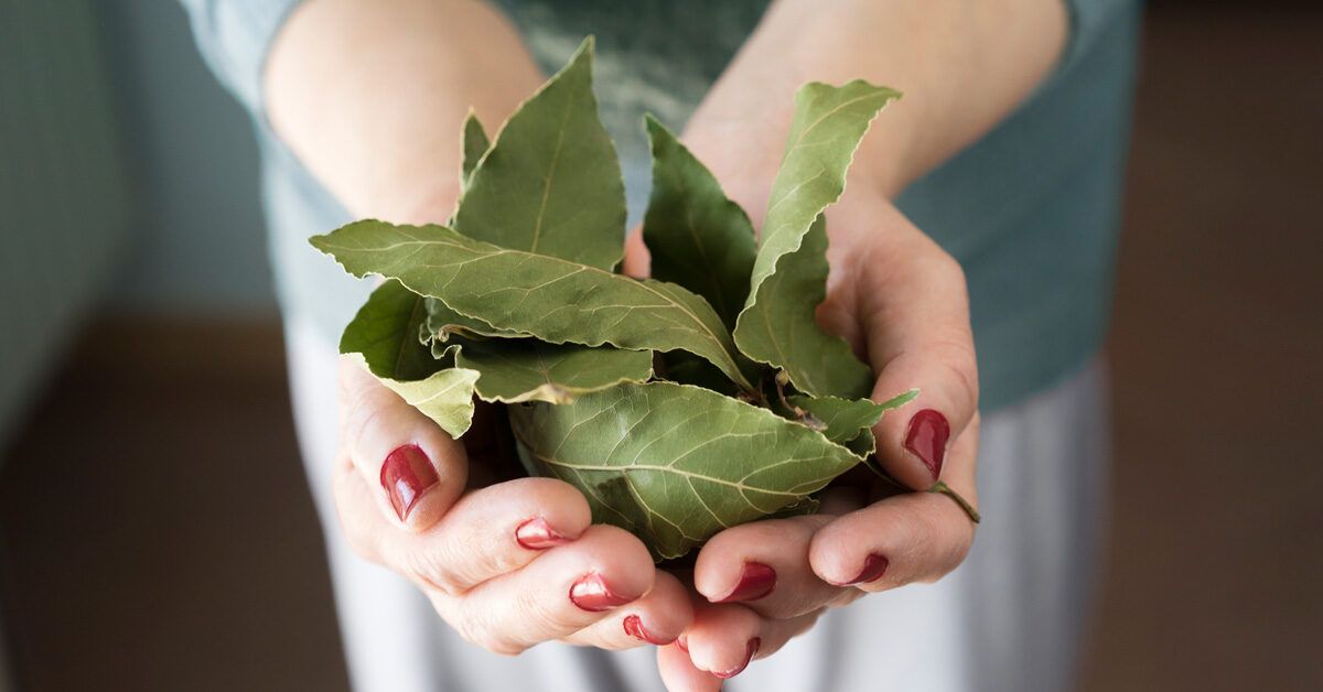 Turns Out, Bay Leaves Don't Actually Last Forever