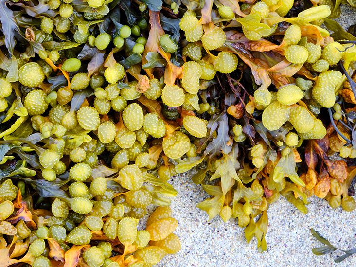 Bladderwrack Benefits Uses and Side Effects