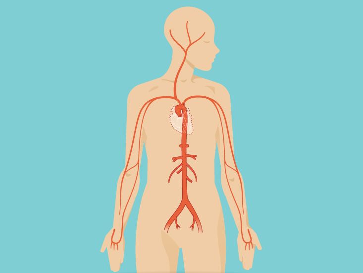 Testes: Anatomy, Function, and Associated Conditions