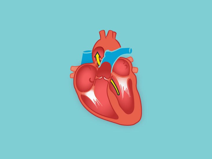 Chest Blood Vessels Anatomy, Diagram & Function 