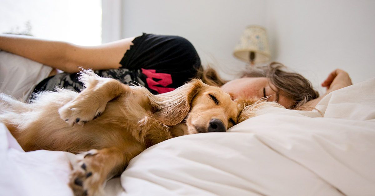 How to keep outlet dogs off your bed