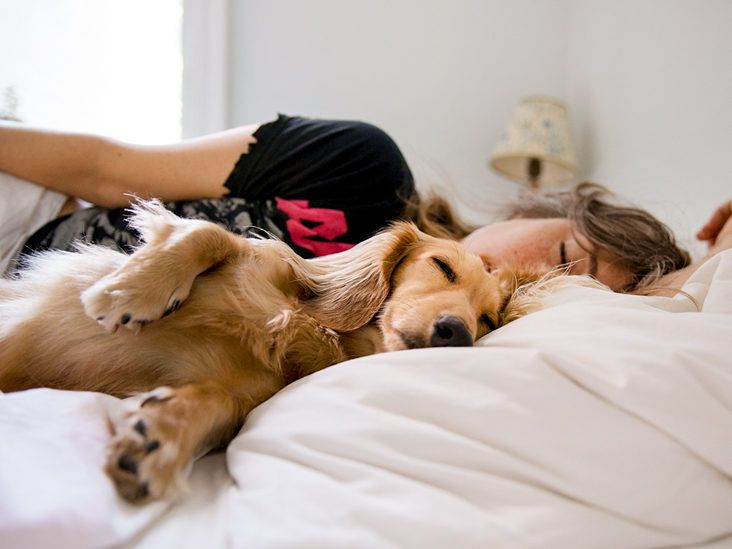 Dog sleep shop with woman