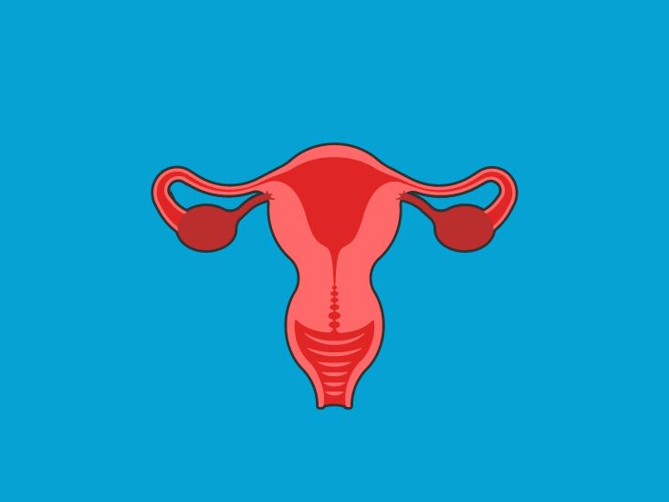 Sagittal Section of the Female Reproductive System | Body Maps