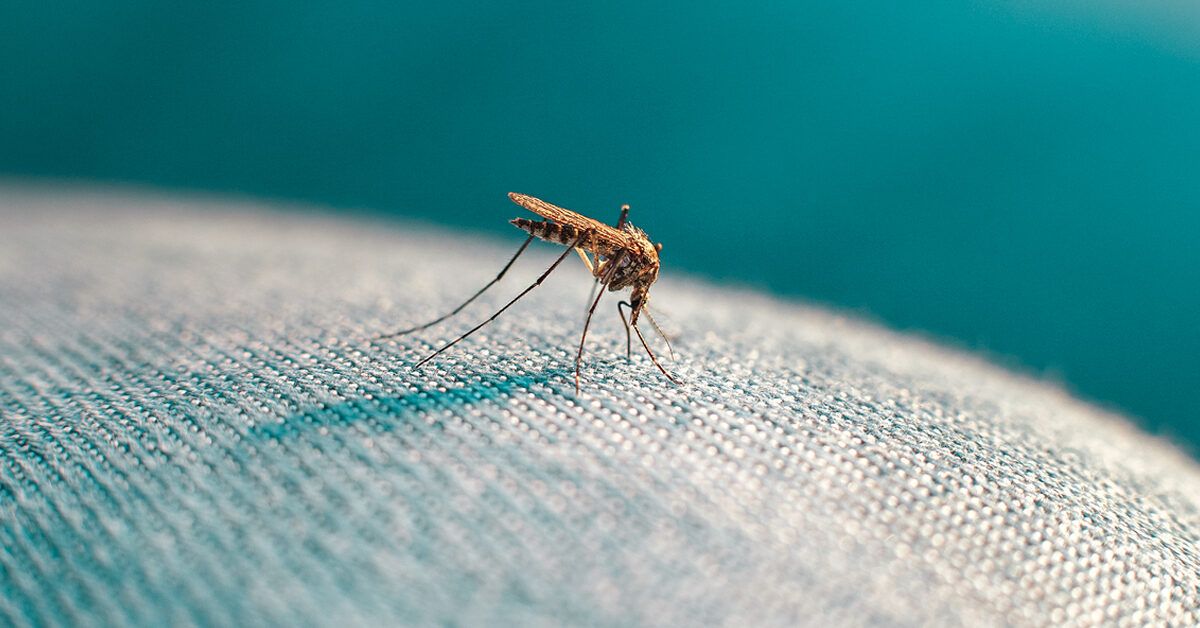 Can a Mosquito Bite Through Clothing: Best Fabrics to Wear
